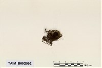 藏品(羊角苔)的圖片